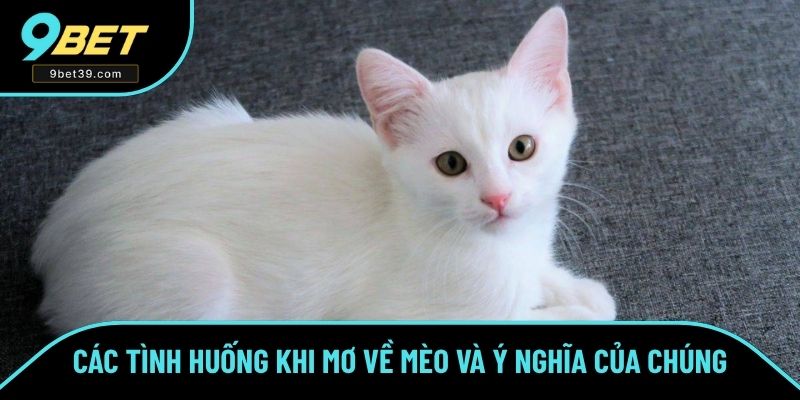 Các tình huống khi mơ về mèo và ý nghĩa của chúng Các tình huống khi mơ về mèo và ý nghĩa của chúng