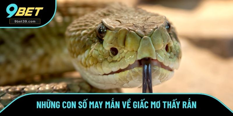 Những con số may mắn về giấc mơ thấy rắn Những con số may mắn về giấc mơ thấy rắn