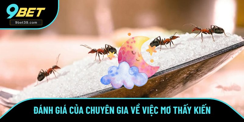 Ý nghĩa chung của việc mơ thấy kiến Ý nghĩa chung của việc mơ thấy kiến