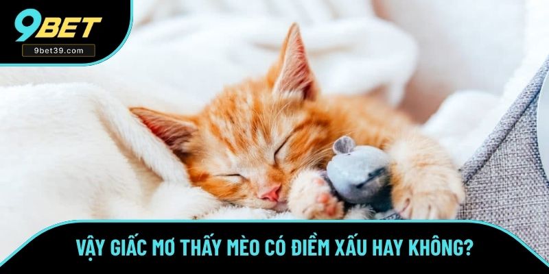 Vậy giấc mơ thấy mèo có điềm xấu hay không? Vậy giấc mơ thấy mèo có điềm xấu hay không?