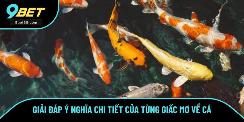 Điềm báo của các trường hợp mơ thấy cá chi tiết Điềm báo của các trường hợp mơ thấy cá chi tiết