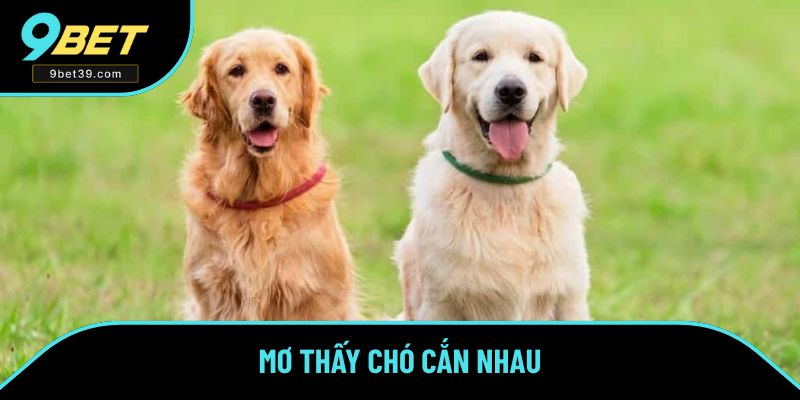 Khi mơ thấy chó đang cắn nhau Khi mơ thấy chó đang cắn nhau