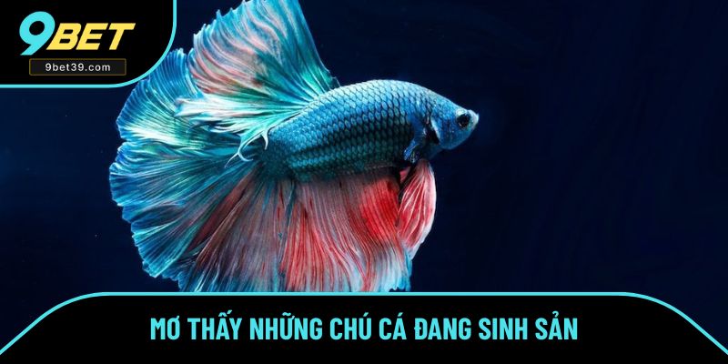 Mơ thấy những chú cá đang sinh sản Mơ thấy những chú cá đang sinh sản
