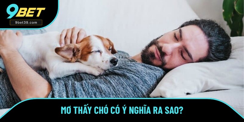 Ý nghĩa đa dạng của mơ thấy chó Ý nghĩa đa dạng của mơ thấy chó