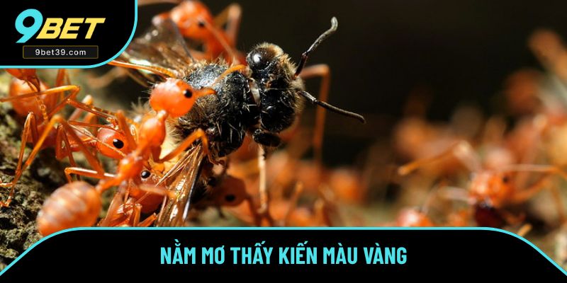 Mơ thấy con kiến có màu vàng Mơ thấy con kiến có màu vàng