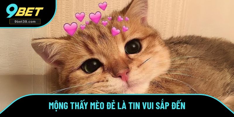 Mơ thấy mèo đang đẻ con Mơ thấy mèo đang đẻ con