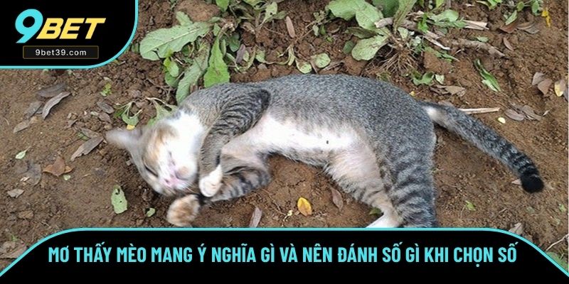 Mơ Thấy Mèo Mang Ý Nghĩa Gì Và Nên Đánh Số Gì Khi Tham Gia