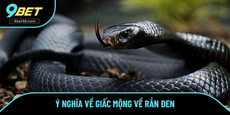 Mơ thấy con rắn màu đen mang ý nghĩa Mơ thấy con rắn màu đen mang ý nghĩa