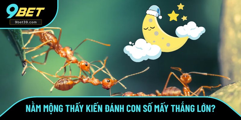 Những số may mắn khi mộng thấy kiến Những số may mắn khi mộng thấy kiến