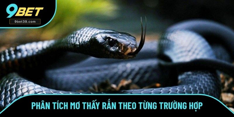 Ý nghĩa hình ảnh rắn trong văn hóa là gì? Ý nghĩa hình ảnh rắn trong văn hóa là gì?