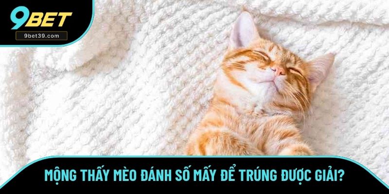 Mộng thấy mèo đánh số mấy để trúng được giải? Mộng thấy mèo đánh số mấy để trúng được giải?